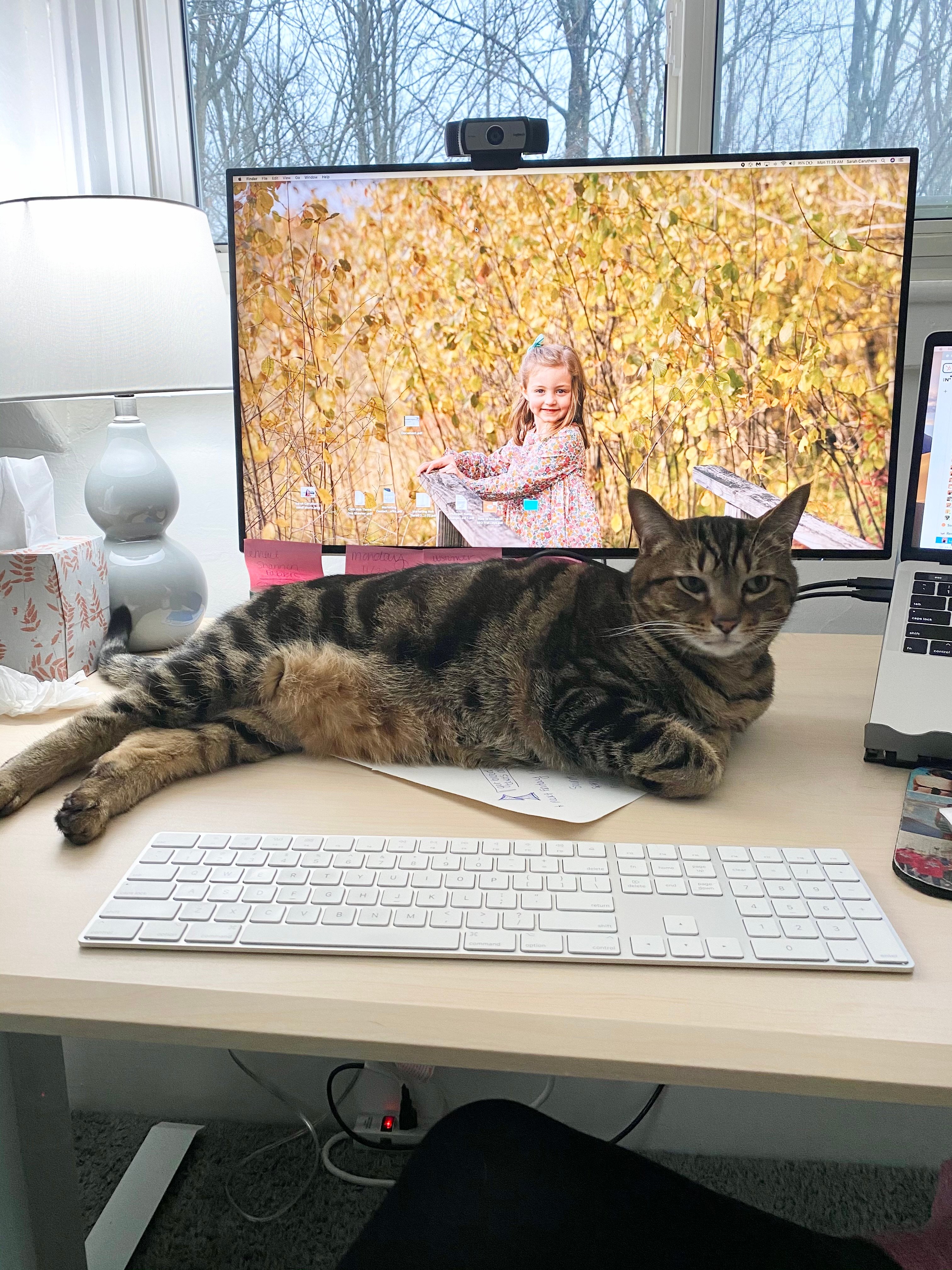 create alt text for this image for the blog "A tabby cat sprawled across a home desk, blocking the keyboard and monitor while its owner tries to work from home in Maine."
